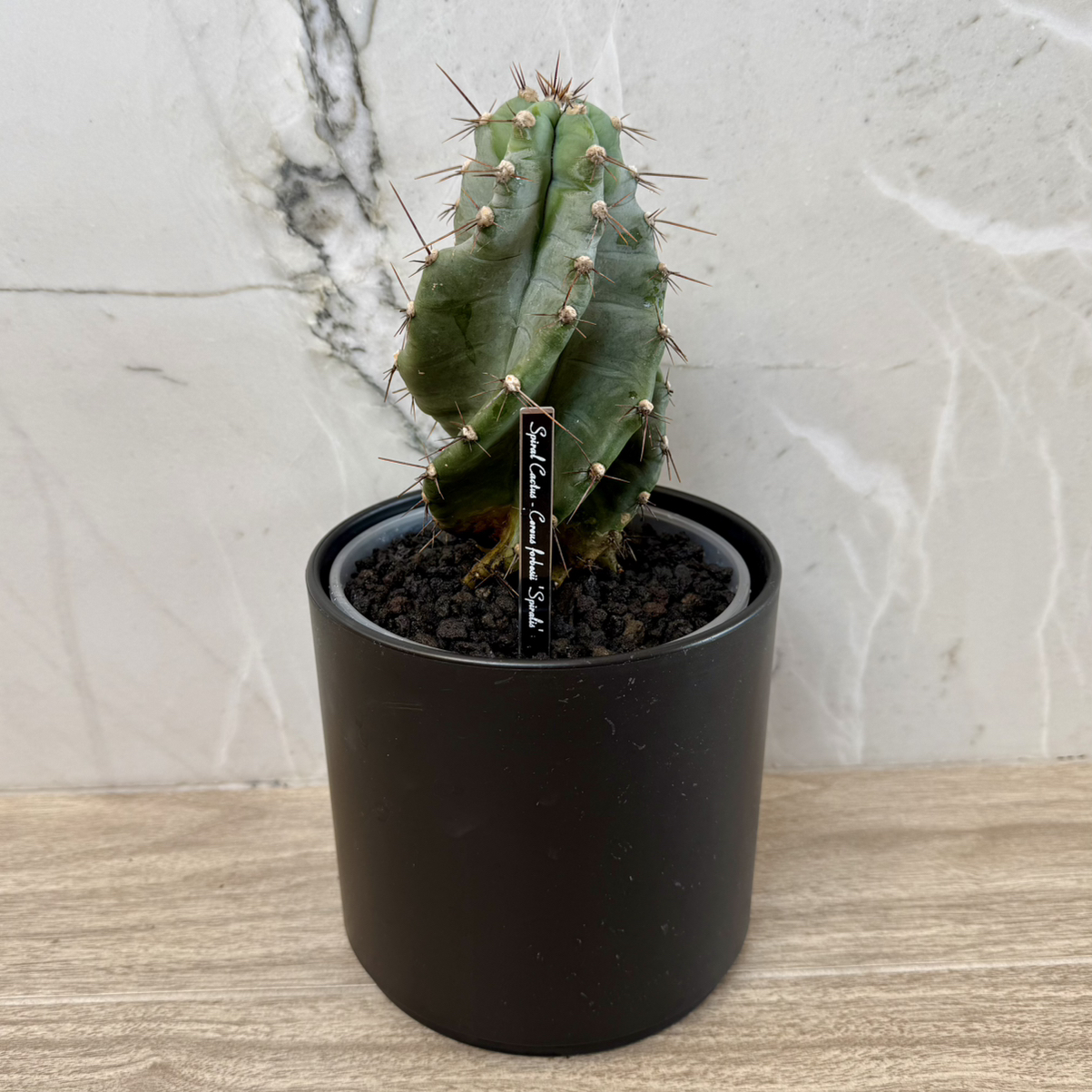 Photo of the plant species Spiral Cactus by @carleym named Figyonce on Greg, the plant care app