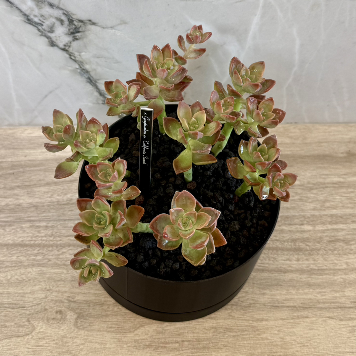 Photo of the plant species Graptosedum 'California Sunset' by @carleym named Treeyoncé on Greg, the plant care app