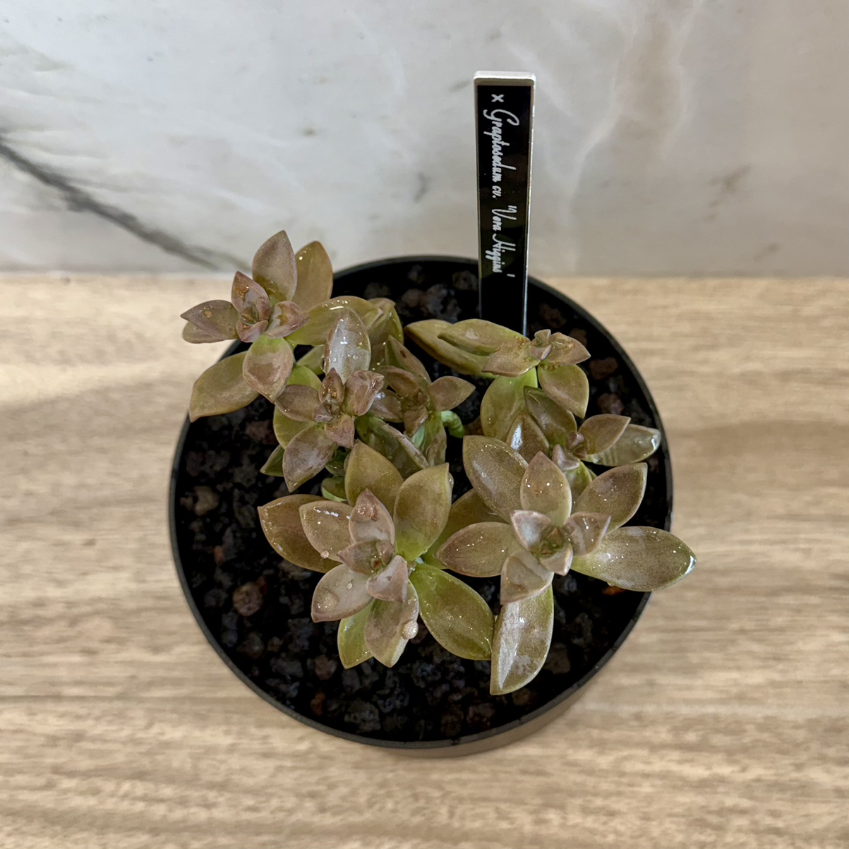 Photo of the plant species Graptosedum 'Vera Higgins' by @carleym named Bruce Lee on Greg, the plant care app