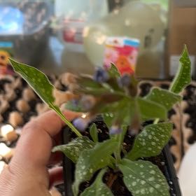 Photo of the plant species Common Lungwort by @DeftAcajou78 named Demi on Greg, the plant care app