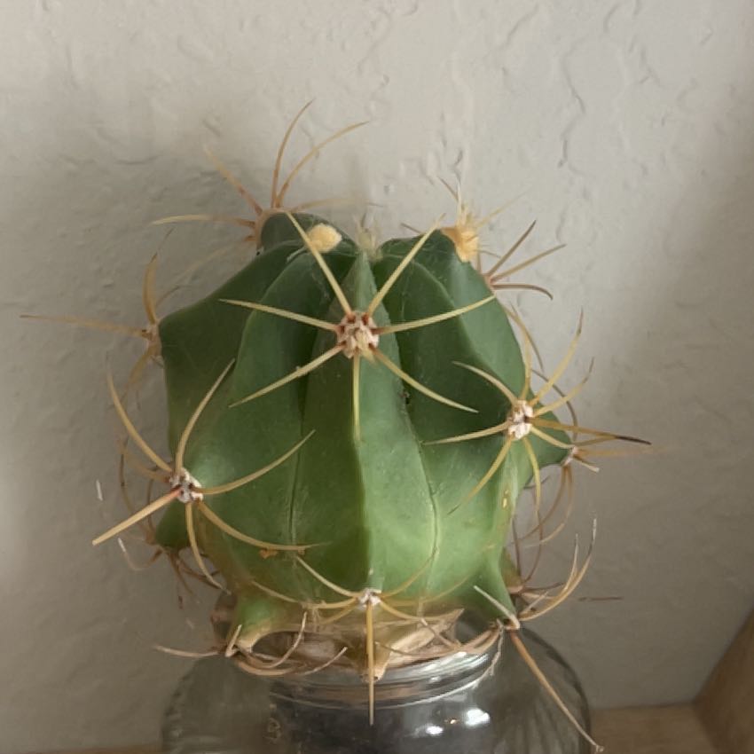 Photo of the plant species Ferocactus histrix by @CulturedPetunia named Osmo on Greg, the plant care app