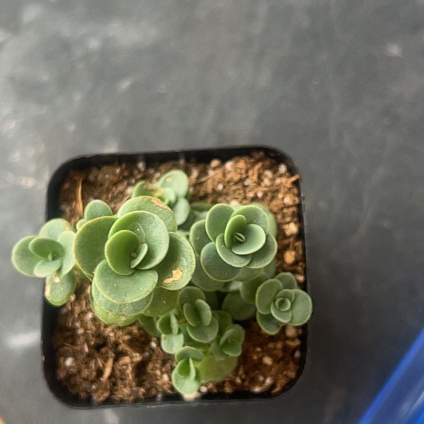 Photo of the plant species Lime Zinger Stonecrop by @FamousFrithia44 named ChloroPhil on Greg, the plant care app
