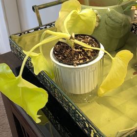 Plant care for Philadendron on Greg, the plant care app