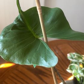 Photo of the plant species Stingray Plant by @CaredforTipa60 named da Vinci on Greg, the plant care app