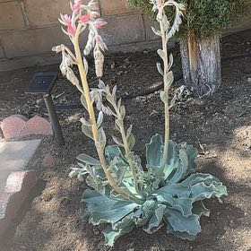 Photo of the plant species Echeveria Hawaii by @ZingyKoa named Gates on Greg, the plant care app