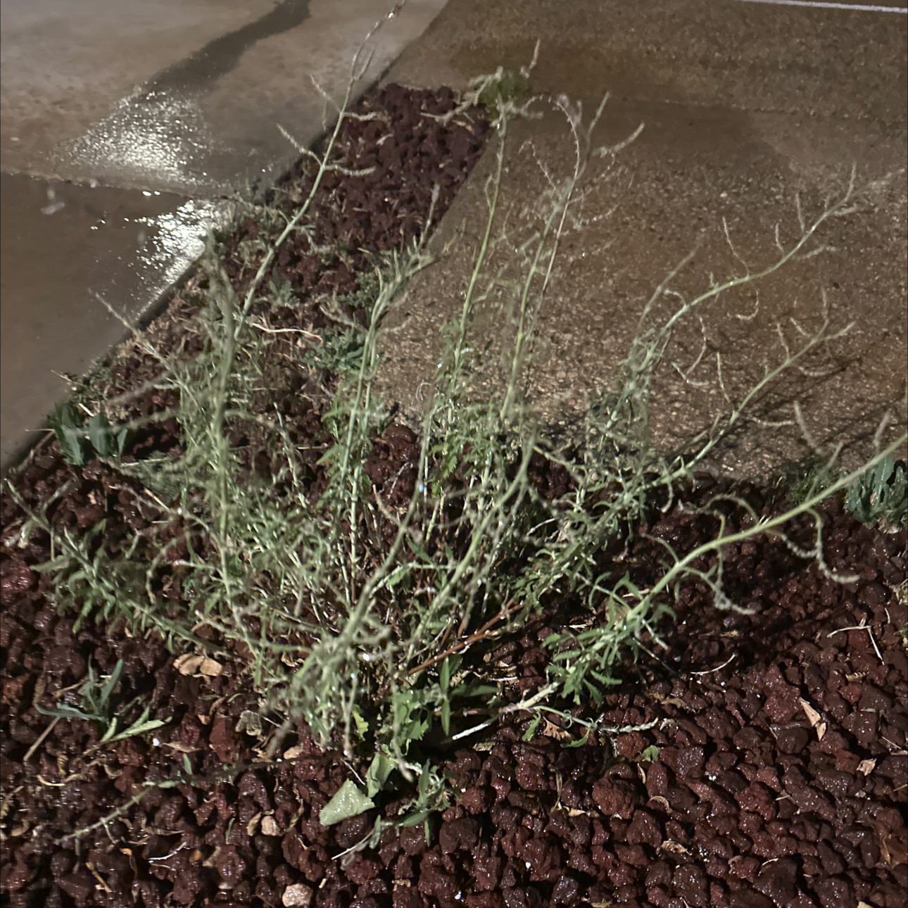 Photo of the plant species Russian Sage 'CrazyBlue' by @ZingyKoa named Taylor Swift on Greg, the plant care app