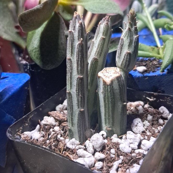 Photo of the plant species Paintbrush Flower by @SublimeLovevine named LiloStitch on Greg, the plant care app