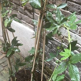 Photo of the plant species Lonicera 'Mandarin' by @ExecutiveSedge named Xena on Greg, the plant care app