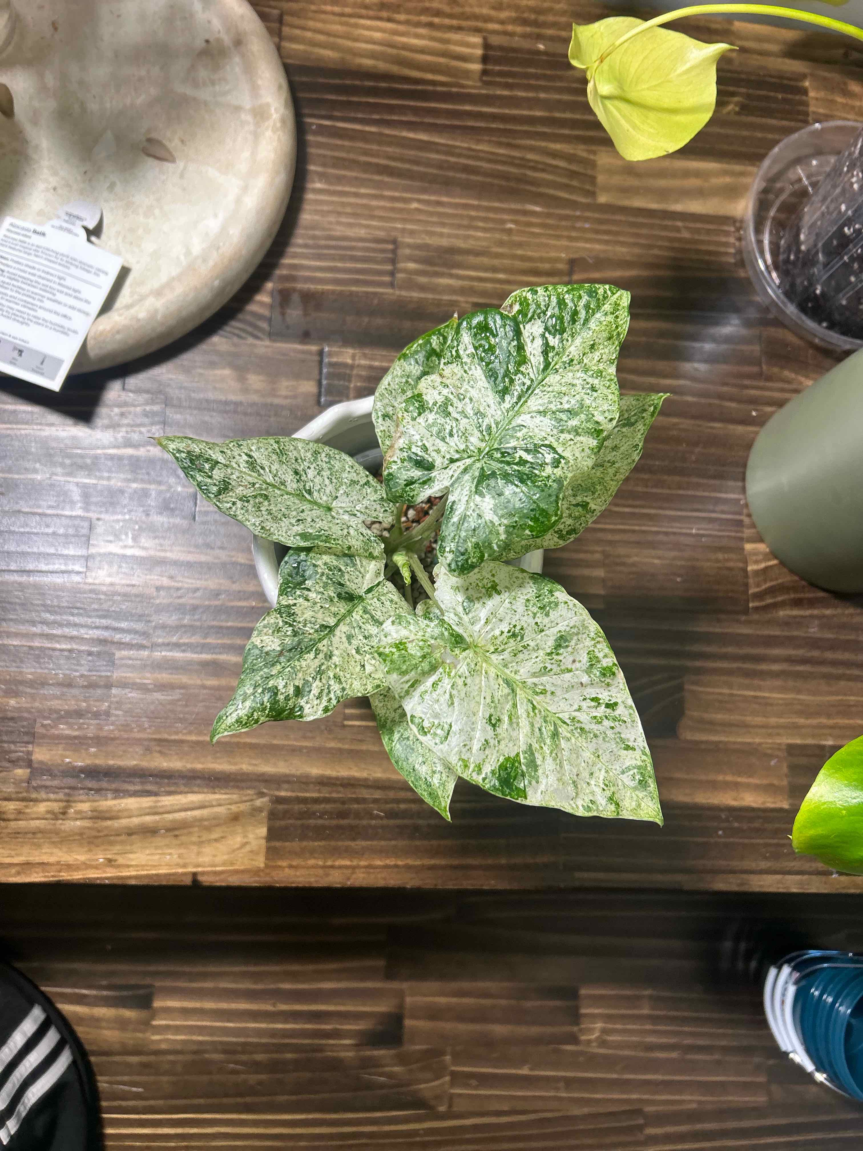 Photo of the plant species Alocasia Batik 'Blizzard' by @tinc named Homer on Greg, the plant care app