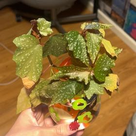 Photo of the plant species Begonia Medora by @tinc named Michelle Branch on Greg, the plant care app