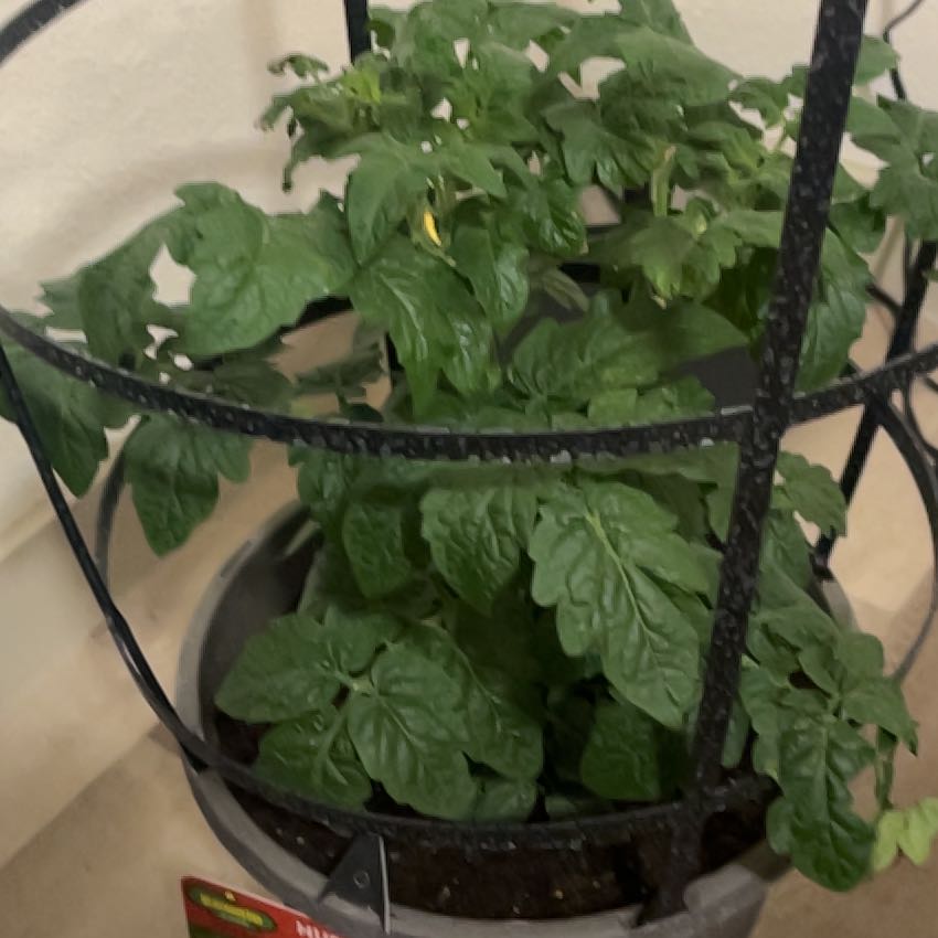 Photo of the plant species Husky Red Cherry Tomato by @GnarlyCorkelm79 named Foxxy on Greg, the plant care app