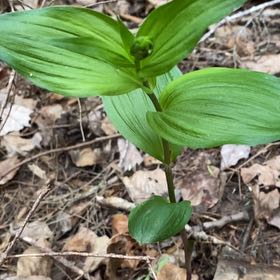 Photo of the plant species Broad Helleborine by @CalmGalega24 named Drake on Greg, the plant care app