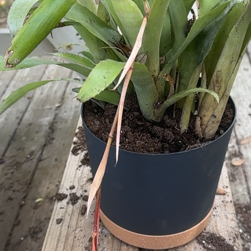 Photo of the plant species Queen's Tears by @BeefySeaoats86 named Baesil on Greg, the plant care app