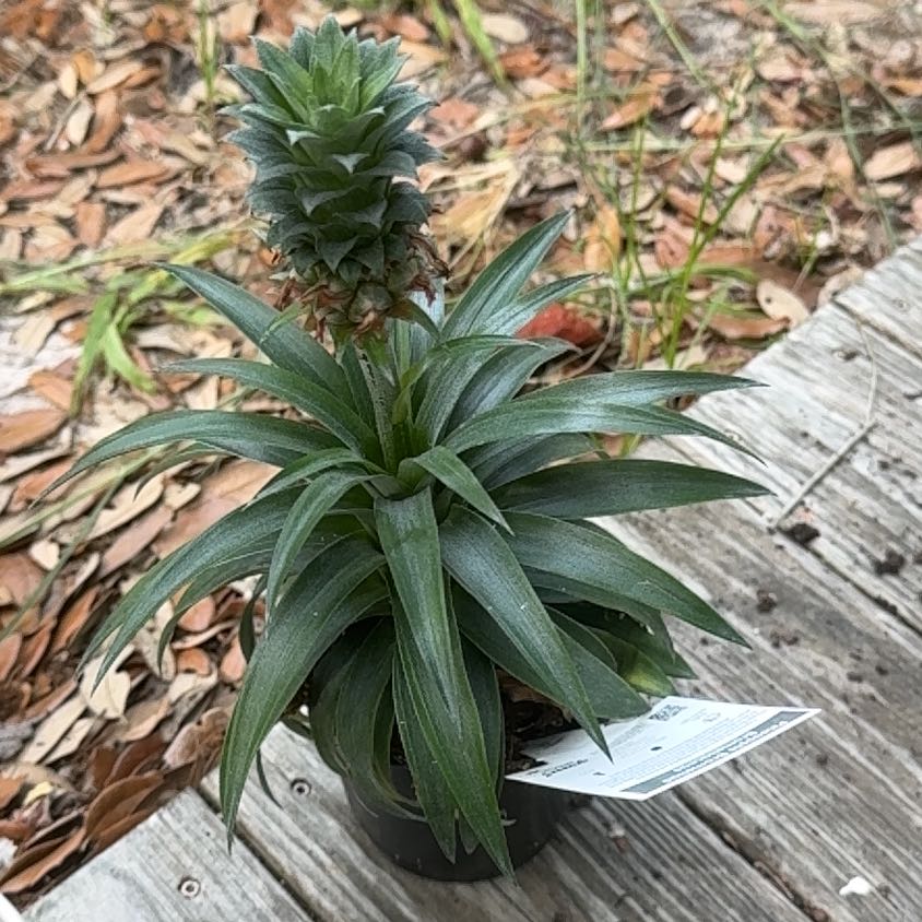 Photo of the plant species Pineapple by @BeefySeaoats86 named Winston on Greg, the plant care app