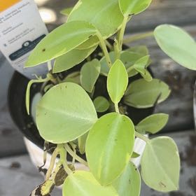 Photo of the plant species Variegated Teardrop Peperomia by @BeefySeaoats86 named Nithin on Greg, the plant care app