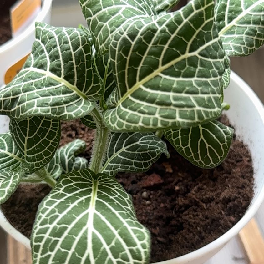 Photo of the plant species Superba Fittonia by @BeefySeaoats86 named Miley on Greg, the plant care app