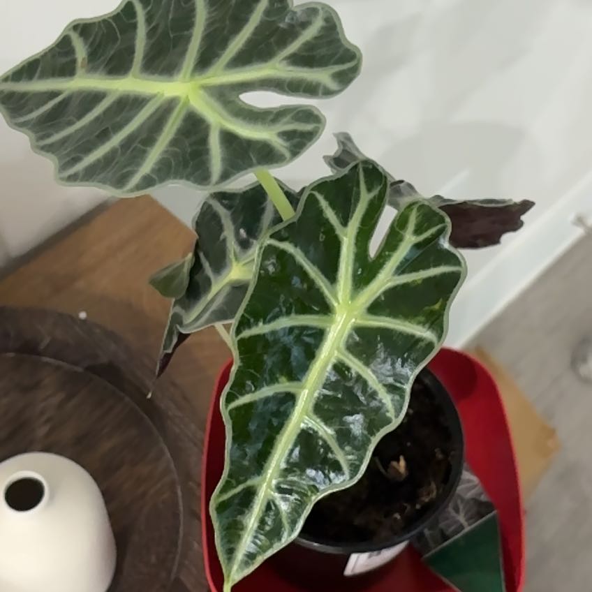 Plant care for Alocasia 'Purple Sword' on Greg, the plant care app