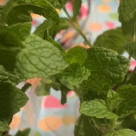 Photo of the plant species Moroccan Mint by @YeahThaibasil80 named Surya & iren on Greg, the plant care app