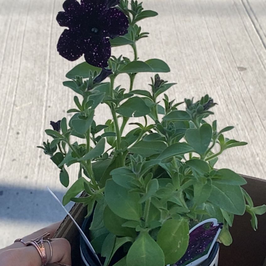 Photo of the plant species Petunia 'Starlet Midnight Sky' by @FitHedera73 named Nyx on Greg, the plant care app