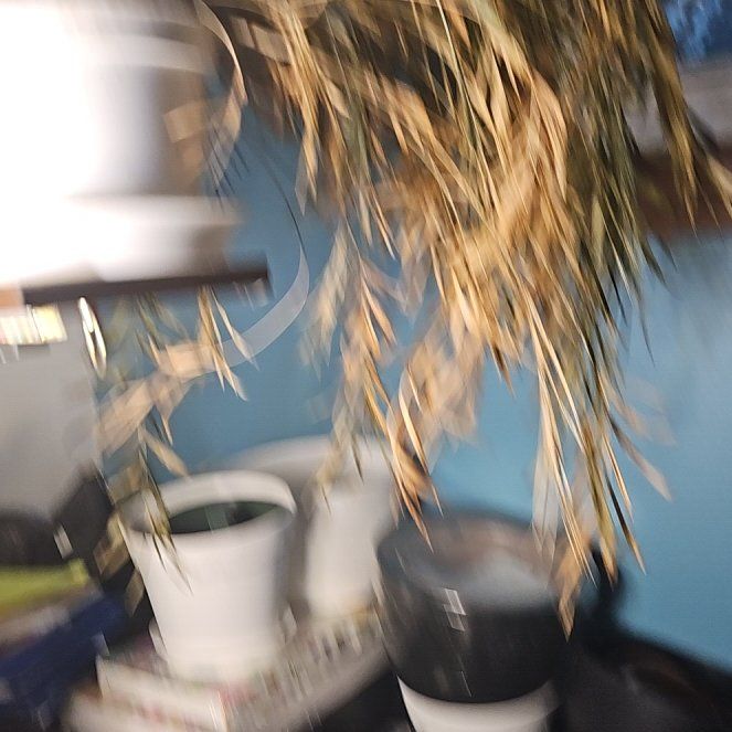 Photo of the plant species Drooping Brome by @BigMoss27 named Stella on Greg, the plant care app