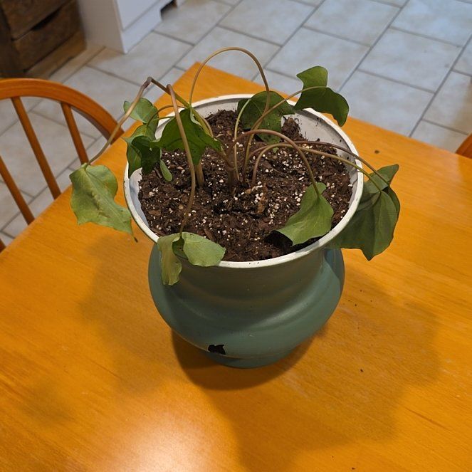 Photo of the plant species Baltic Ivy by @HeirPrasium57 named Spike Leaves on Greg, the plant care app