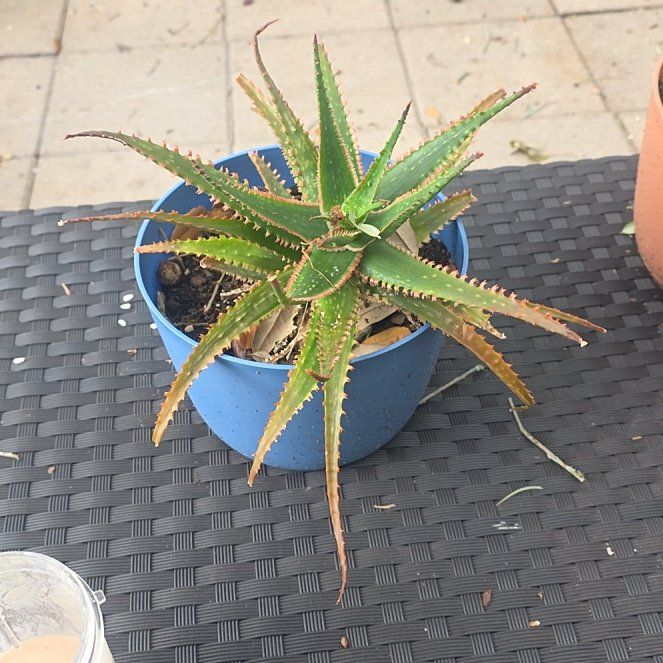 Photo of the plant species Aloe 'Coral Fire' by @HeirPrasium57 named Demi on Greg, the plant care app