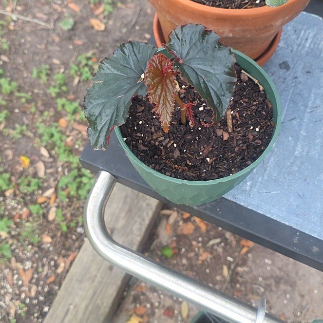 Photo of the plant species Begonia 'Black Magic' by @HeirPrasium57 named Foxxy on Greg, the plant care app