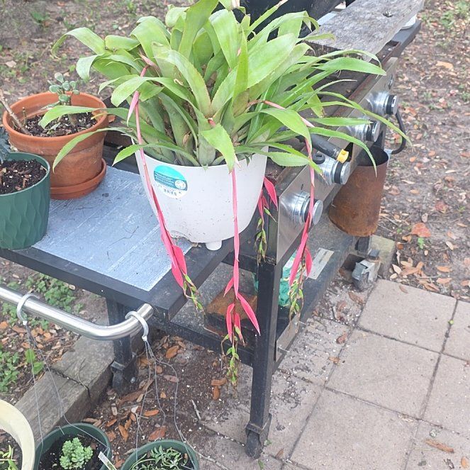 Photo of the plant species Queen's Tears by @HeirPrasium57 named Tolkien on Greg, the plant care app