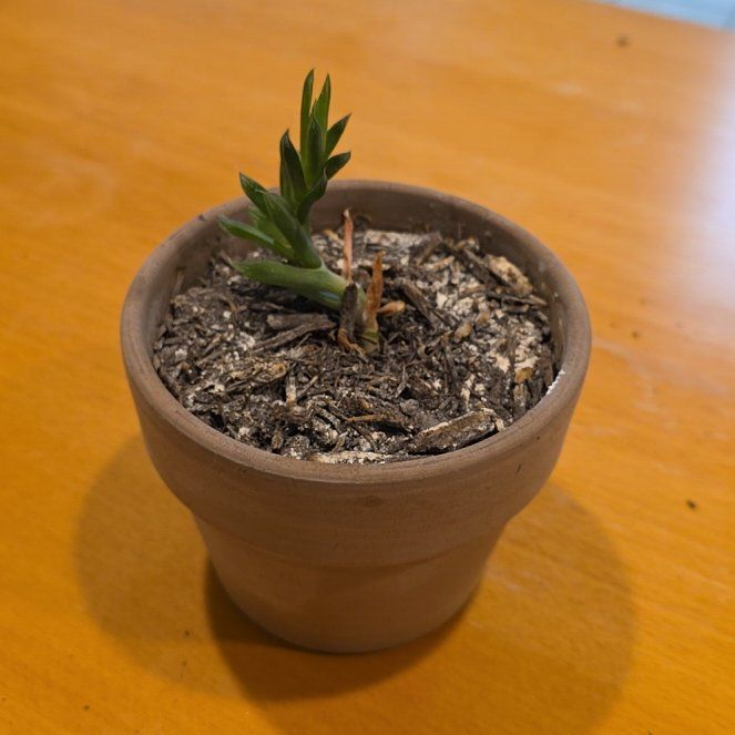 Photo of the plant species Haworthia cymbiformis var. cymbiformis by @HeirPrasium57 named Sigmund on Greg, the plant care app
