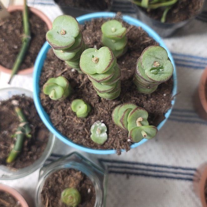 Photo of the plant species Crassula 'Baby Necklace' by @HeirPrasium57 named Stella on Greg, the plant care app