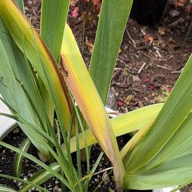 Photo of the plant species Douglas Iris by @ZingyBluehaze32 named Wall-E on Greg, the plant care app