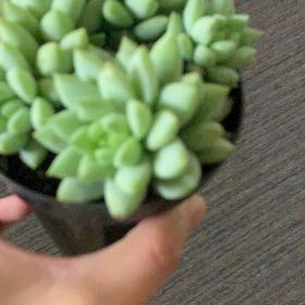 Photo of the plant species Sedeveria 'Peridot Passion' by @HolyFreesia31 named da Vinci on Greg, the plant care app