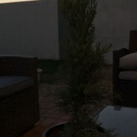 Photo of the plant species golden pine by @DecisiveDuranta named Remington on Greg, the plant care app