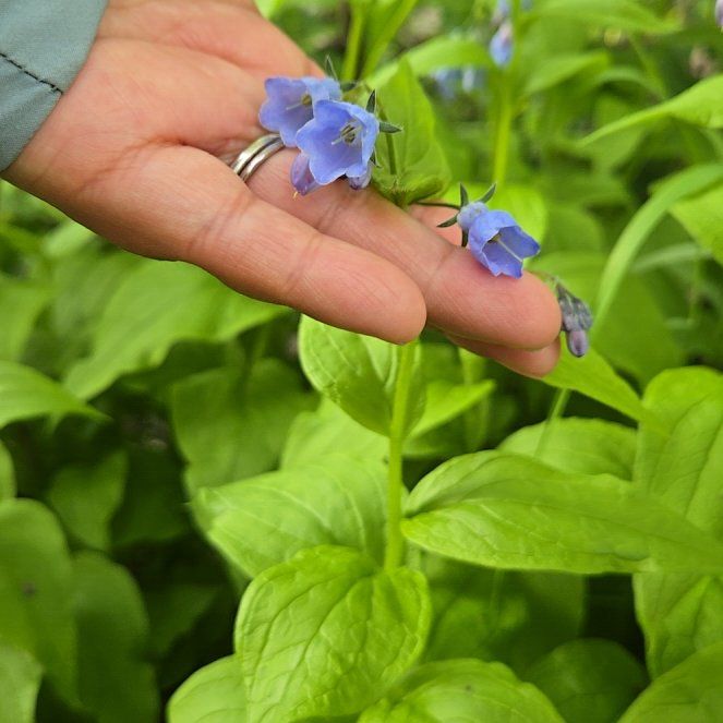 Photo of the plant species Virginia Bluebell by @RootedFeltbush named Kardashian on Greg, the plant care app