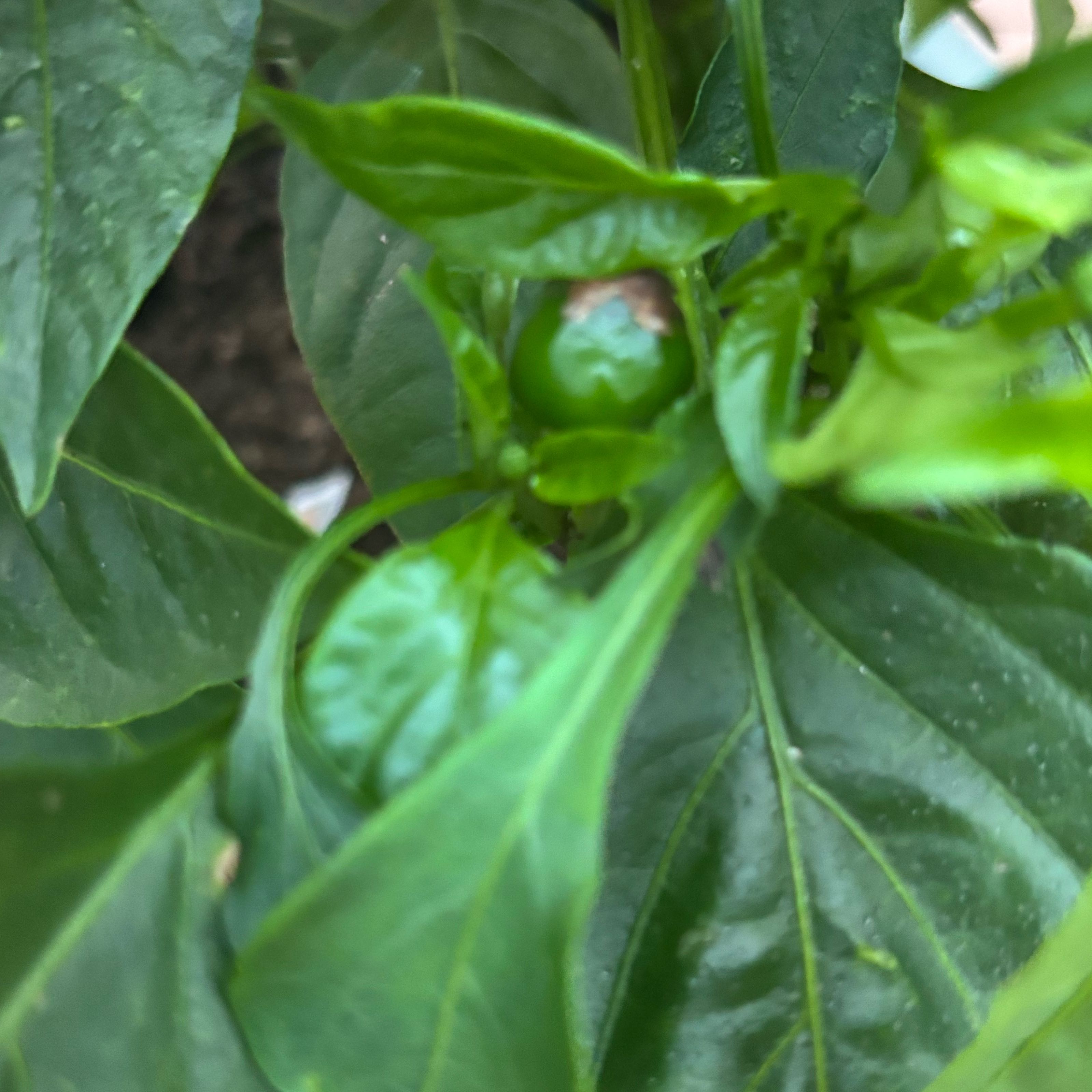Photo of the plant species Hot Pepper 'Red Cherry Hot' by @FacilelyWeed24 named Eva on Greg, the plant care app