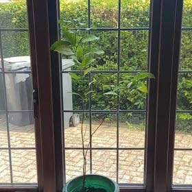 Photo of the plant species Orange Tree by @VenerableHope71 named Daphne on Greg, the plant care app