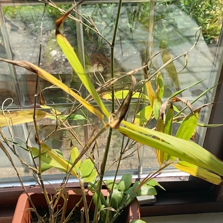 Photo of the plant species Phyllostachys Edulis by @VenerableHope71 named Keanu Leaves on Greg, the plant care app