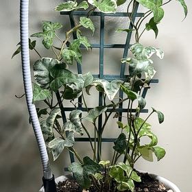 Photo of the plant species Varigated English Ivy by @FairAcajou83 named Messi on Greg, the plant care app