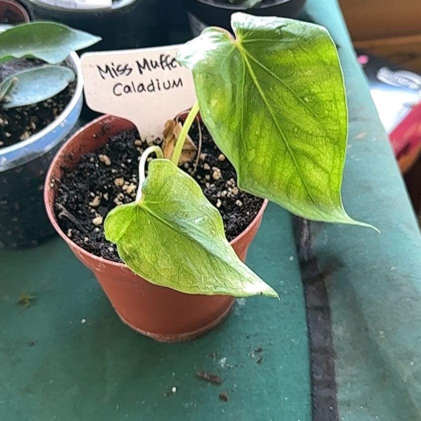Photo of the plant species Caladium 'Miss Muffet' by @FairAcajou83 named Gaga on Greg, the plant care app