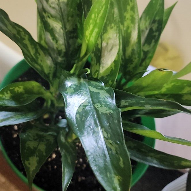 Photo of the plant species Aglaonema 'Pictum Tricolor' by @QuaintGuasca named Harmony on Greg, the plant care app