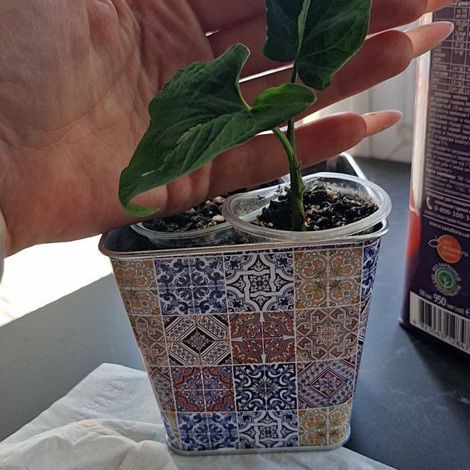 Photo of the plant species Arrowhead Vine by @GreatPigfern64 named Mando on Greg, the plant care app