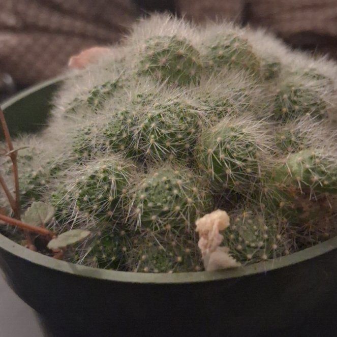 Photo of the plant species White-Flowered Rebutia by @HardySoursop54 named Aristotle on Greg, the plant care app