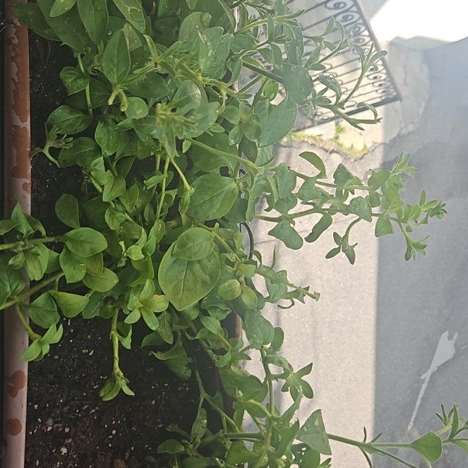 Photo of the plant species Surfinia Petunia by @ClimbingAtom96 named Surfinia on Greg, the plant care app