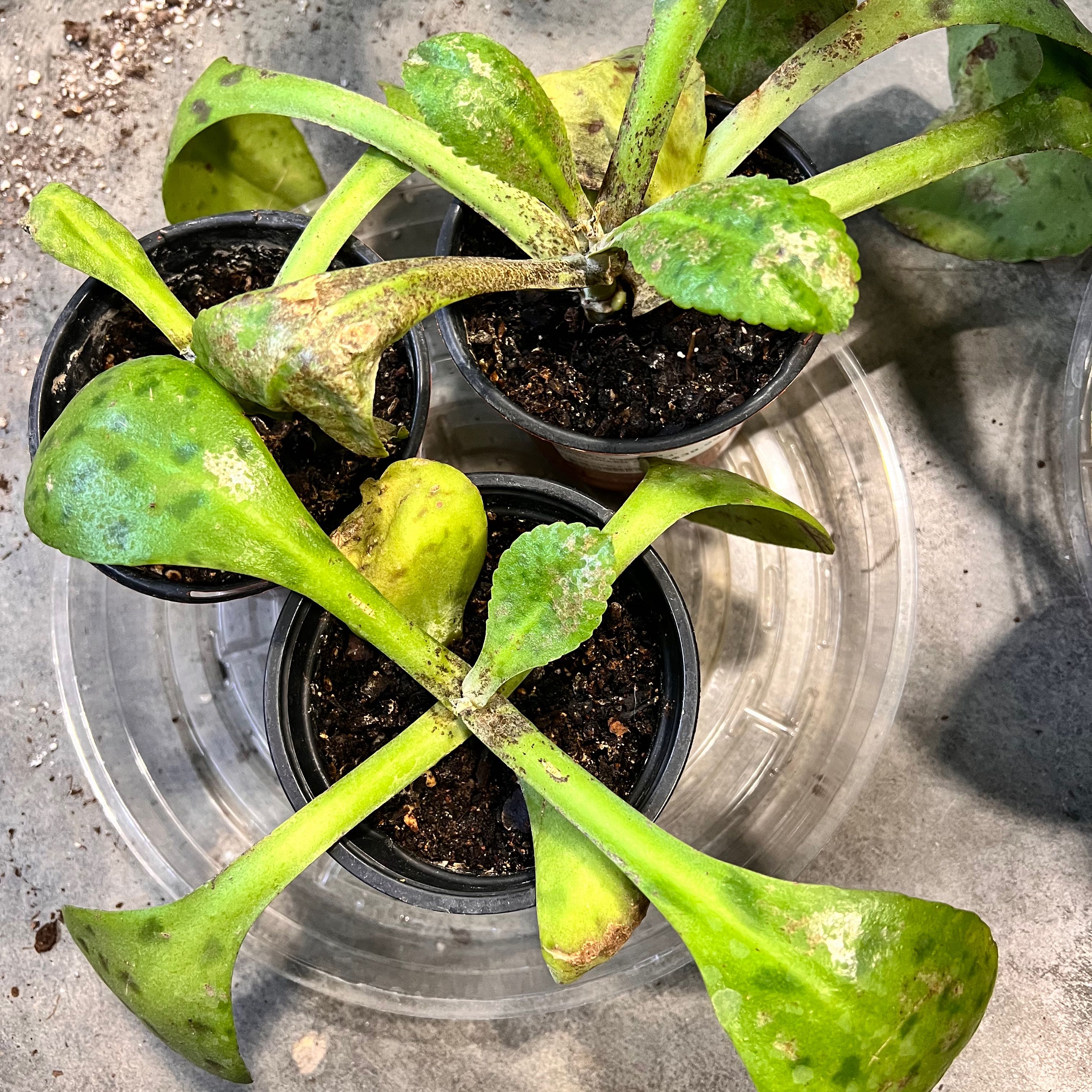 Several Donkey Ears plants in small pots with visible soil and some leaf discoloration.