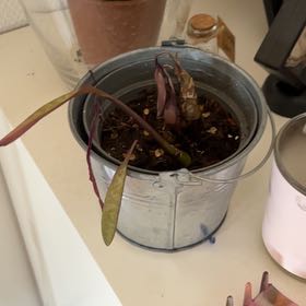 Photo of the plant species Leopard Lily by @ZingyPigfern19 named Zeus on Greg, the plant care app