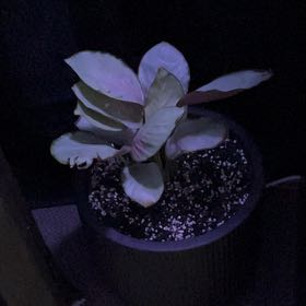 Photo of the plant species Red Mojo by @VipDuwei57 named Gomez on Greg, the plant care app