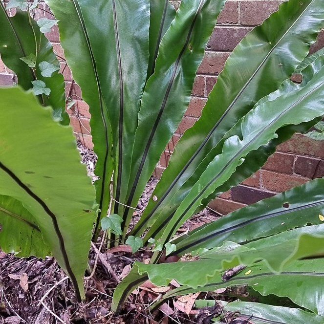 Photo of the plant species Bird's Nest Fern by @DevotedChosmo54 named Walt on Greg, the plant care app