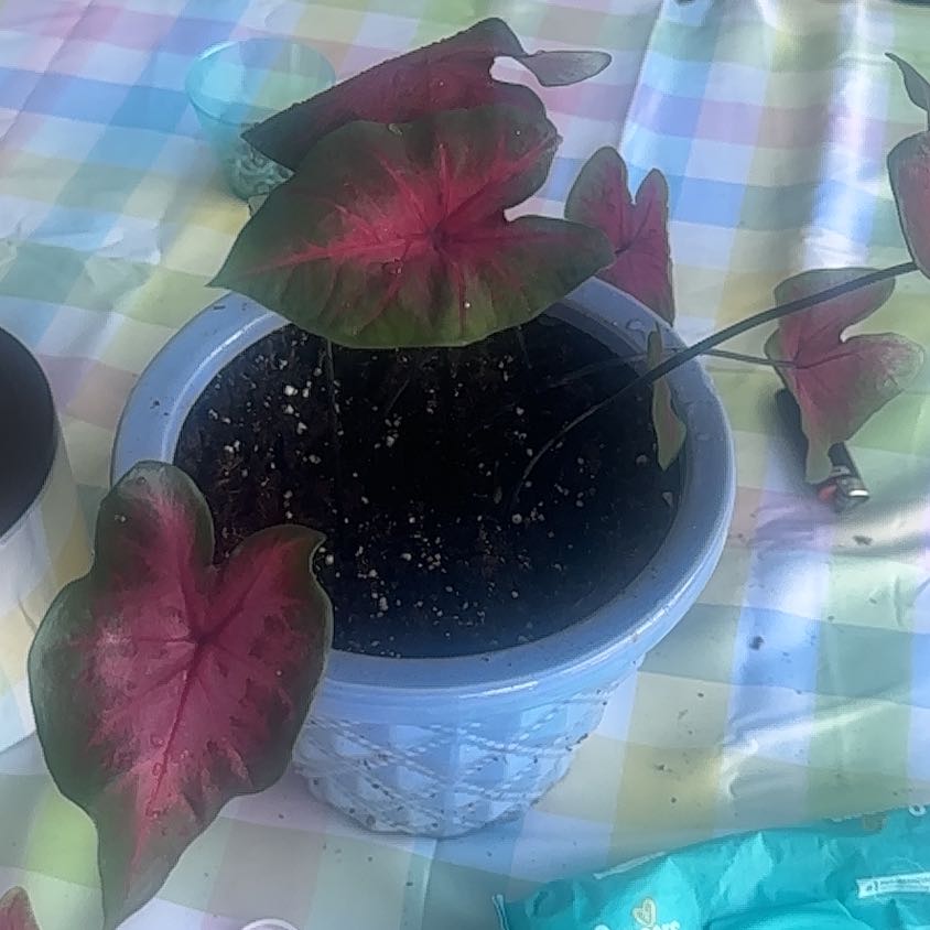 Photo of the plant species Brandywine Caladium by @PlvntMvmv named CaLady Gaga on Greg, the plant care app