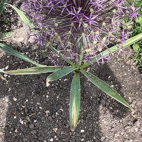 Photo of the plant species Portuguese Squill by @KeyDamsii73 named Bruce Lee on Greg, the plant care app