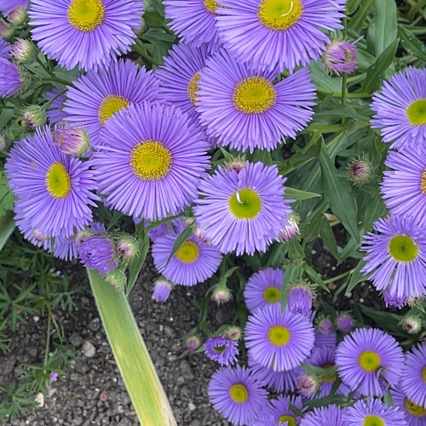Photo of the plant species Aspen Fleabane by @KeyDamsii73 named Beckham on Greg, the plant care app